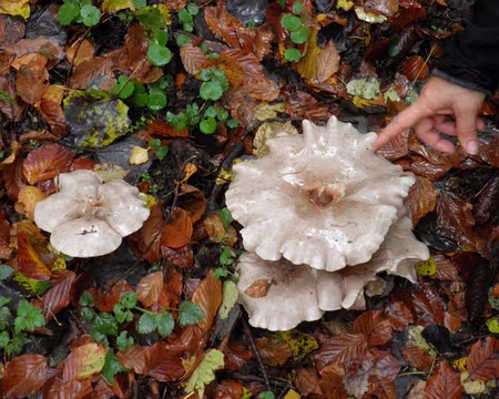 PB031806 à identifier