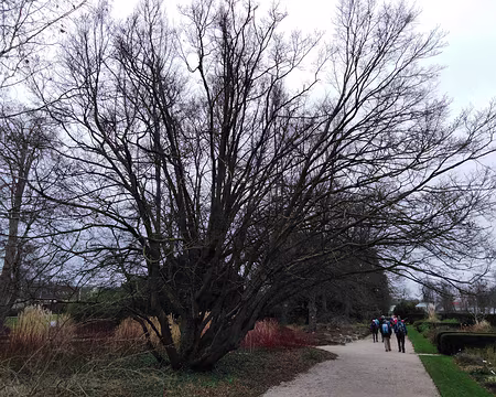 IMG_20200112_131205 Bois de Vincennes