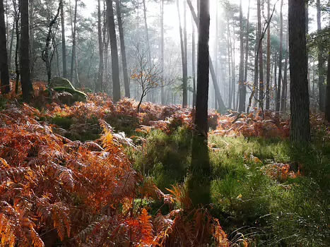 2020-01 Fontainebleau