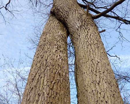 P1120459 Chêne entrecroisé.