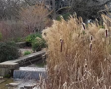 008 Roseaux et Typhas