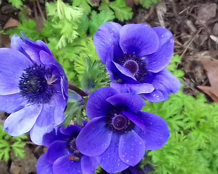 009 Premières anémones