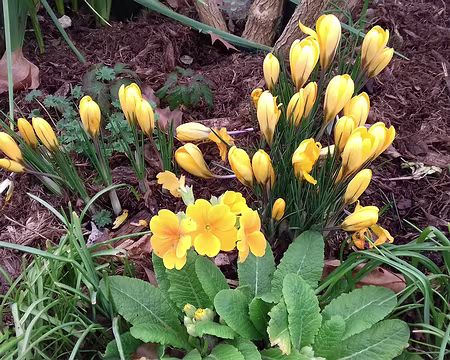 010 Primevères et crocus