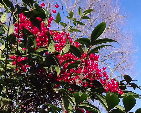 011 Bambou sacré (Nandinia)