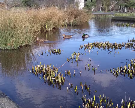 014 Labellisé EVE (Espace Vert Ecologique), ce parc de 18 ha est un refuge pour les oiseaux (LPO)