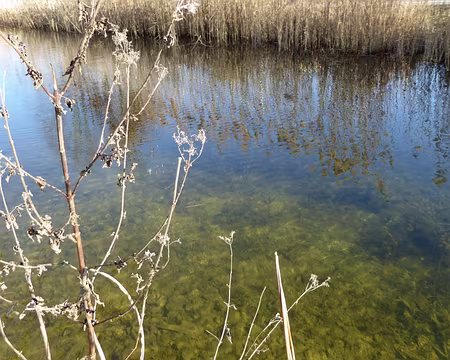 020 L’eau de Seine, limpide, après filtration dans sept bassins végétalisés