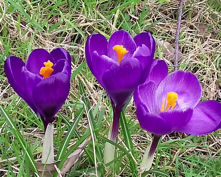 022 Premiers crocus