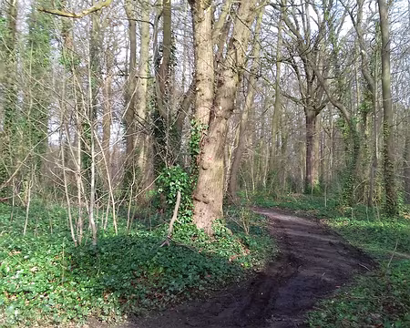 002 L’un des nombreux sentiers de cette forêt domaniale (superficie : 3500 ha)