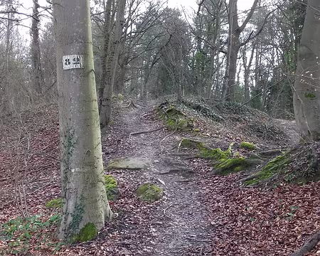 003 Sentier forestier au milieu des hêtres