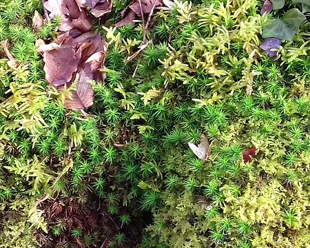 004 Mousse et feuilles de charme