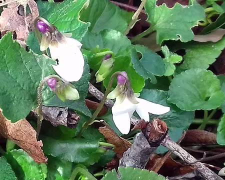 010 Rares violettes blanches