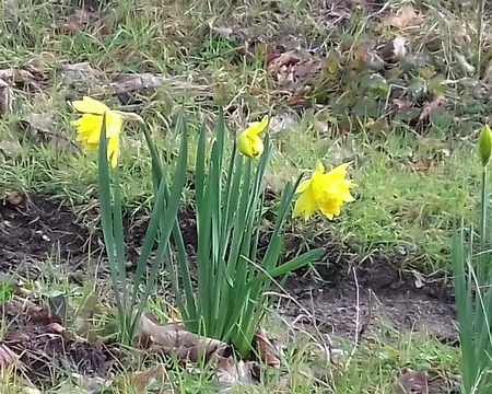 011 Jonquilles doubles aux abords du Pavillon