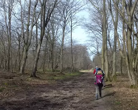 013 Les allées cavalières ont été aménagées sous François Ier pour la chasse à courre