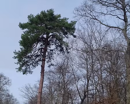015 Pin et feuillus en hiver