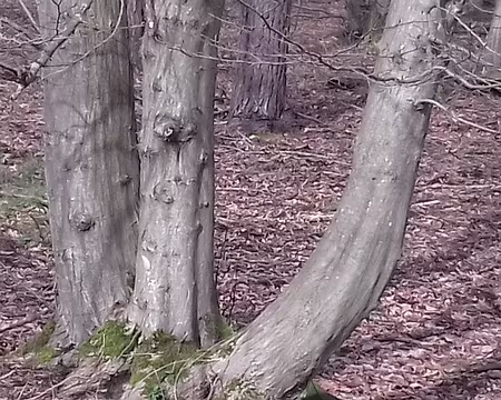018 Charmes. La forêt est classée Zone de protection depuis 2019
