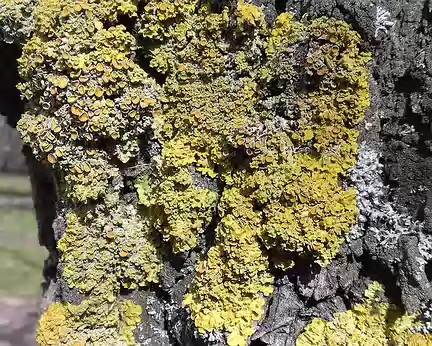 027 Lichen sur tronc de chêne
