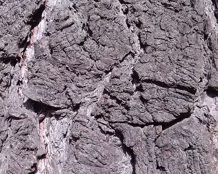 028 Ecorce de chêne