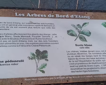 029 Les arbres de bord d’étang