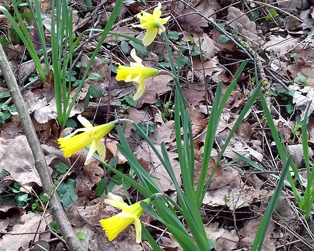 035 Discrètes jonquilles des bois