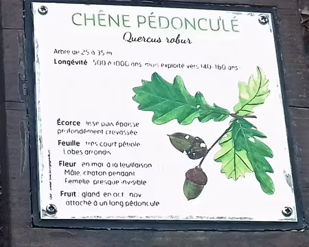 039 Caractéristiques du Chêne pédonculé
