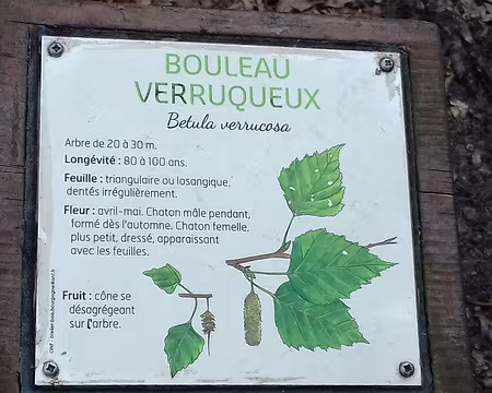 041 Caractéristiques du Bouleau verruqueux