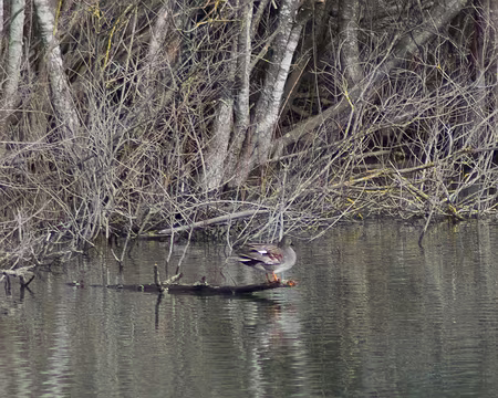2020_03_07-11_32_27 OIseaux depuis l'observatoire de l'étang de la plaine de Sorques