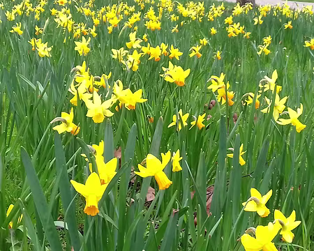 001 Jonquilles à Noisiel