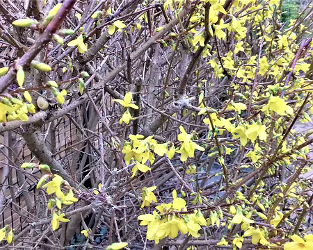012 Forsythia