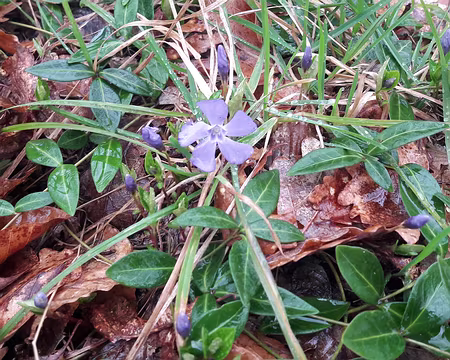 20200308_161222 premières pervenches