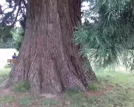 029 séquoia géant dans le parc …