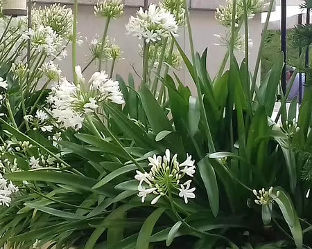 007 agapanthes blanches dans les jardins du Trocadéro