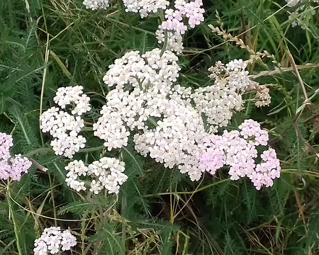 012 achillée mille feuilles