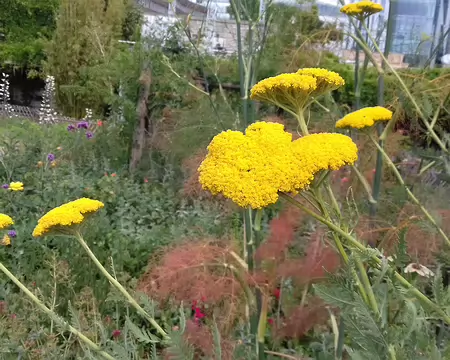 023 achillées jaunes