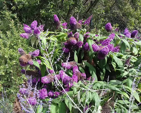 025 arbre aux papillons