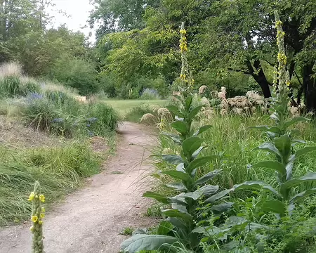 032 un sentier au milieu des prairies