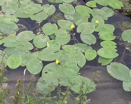 035 nénuphars jaunes sur la Seine