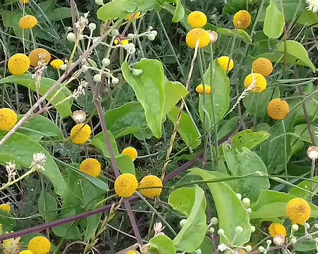 042 fleurs en bord de Seine