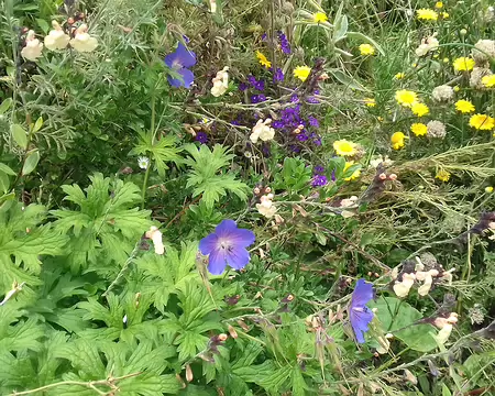047 fleurs des champs dans le jardin Bellini