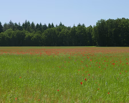P1070744 Champs de coquelicots