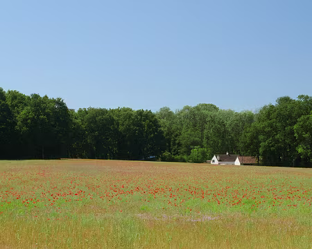 P1070745 La chaumière aux coquelicots !