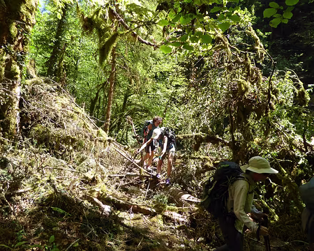 P_20200777 à travers branches d'arbres tombés
