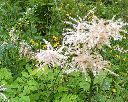 P_20200848 Aronce (barbe de bouc, spirée des bois)