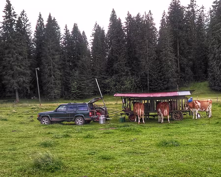 P_20200868 Trayeuse en Suisse, Cernets