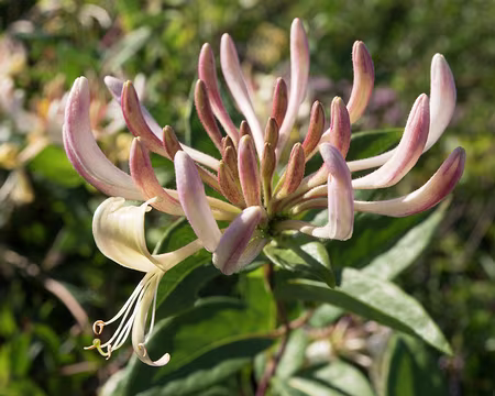 013_4V1A7854 Chèvrefeuille des bois (Lonicera periclymenum L., 1753)