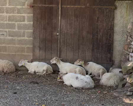 035_4V1A7968 Les moutons aussi souffrent de la chaleur