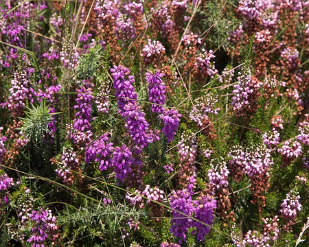 057_4V1A8086 Bruyère cendrée (Erica cinerea L., 1753) et Bruyère à fleurs nombreuses (Erica multiflora L., 1753)