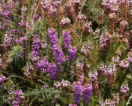 057_4V1A8086 Bruyère cendrée (Erica cinerea L., 1753) et Bruyère à fleurs nombreuses (Erica multiflora L., 1753)