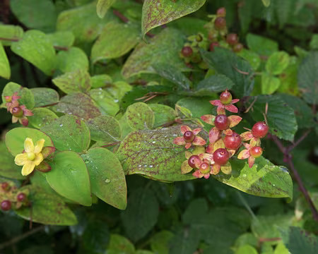 070_4V1A8137 Millepertuis Androsème (Hypericum androsaemum L., 1753)