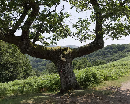 084_4V1A8205 L’arbre en T du topo de la HRP
