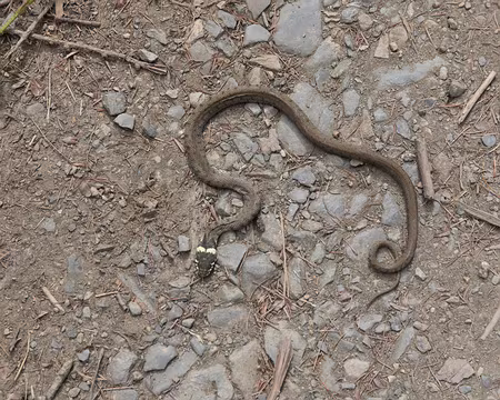 107_4V1A8314 Couleuvre à collier